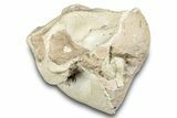 Fossil Oreodont (Leptauchenia) Skull - South Dakota #284205-6